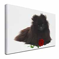 Pomeranian Dog with Red Rose Canvas X-Large 30"x20" Wall Art Print