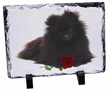 Pomeranian Dog with Red Rose, Stunning Photo Slate