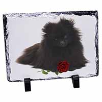 Pomeranian Dog with Red Rose, Stunning Photo Slate