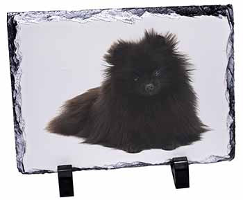 Black Pomeranian Dog, Stunning Photo Slate