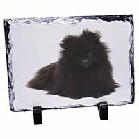 Black Pomeranian Dog, Stunning Photo Slate Printed Full Colour - Advanta Group®