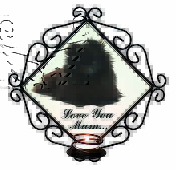 Pomeranian Dog 