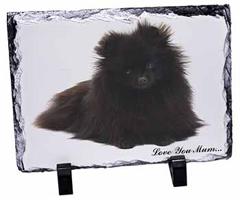 Pomeranian Dog 