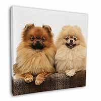Pomeranian Dogs Square Canvas 12"x12" Wall Art Picture Print