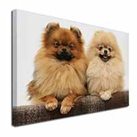 Pomeranian Dogs Canvas X-Large 30"x20" Wall Art Print