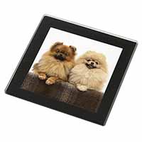 Pomeranian Dogs Black Rim High Quality Glass Coaster