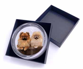 Pomeranian Dogs Glass Paperweight in Gift Box