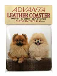 Pomeranian Dogs Single Leather Photo Coaster