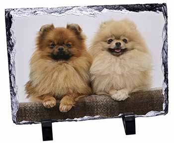 Pomeranian Dogs, Stunning Photo Slate