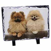 Pomeranian Dogs, Stunning Photo Slate