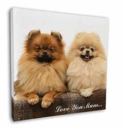 Pomeranian Dogs 