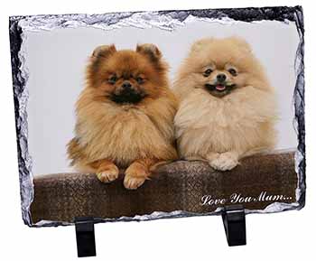 Pomeranian Dogs 