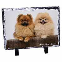 Pomeranian Dogs 