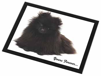 Pomeranian Dog 