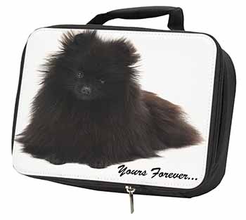 Pomeranian Dog 