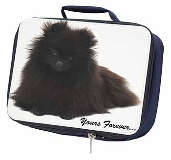 Pomeranian Dog 