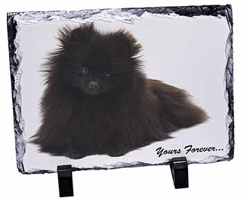 Pomeranian Dog 