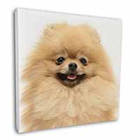 Cream Pomeranian Dog Square Canvas 12"x12" Wall Art Picture Print