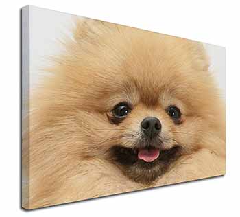 Cream Pomeranian Dog Canvas X-Large 30"x20" Wall Art Print