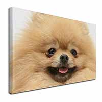 Cream Pomeranian Dog Canvas X-Large 30"x20" Wall Art Print