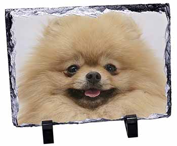 Cream Pomeranian Dog, Stunning Photo Slate