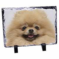 Cream Pomeranian Dog, Stunning Photo Slate