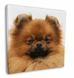 Pomeranian Dog Square Canvas 12"x12" Wall Art Picture Print