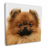 Pomeranian Dog Square Canvas 12"x12" Wall Art Picture Print