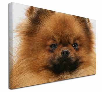 Pomeranian Dog Canvas X-Large 30"x20" Wall Art Print