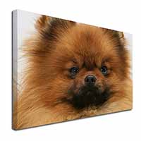 Pomeranian Dog Canvas X-Large 30"x20" Wall Art Print