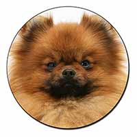 Pomeranian Dog Fridge Magnet Printed Full Colour