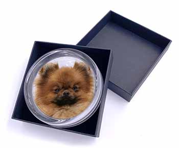 Pomeranian Dog Glass Paperweight in Gift Box