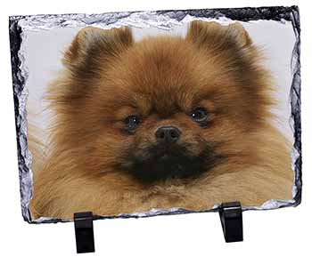 Pomeranian Dog, Stunning Photo Slate
