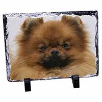 Pomeranian Dog, Stunning Photo Slate