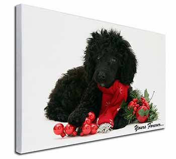 Miniature Poodle Dog 