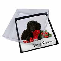 4x Miniature Poodle Dog 