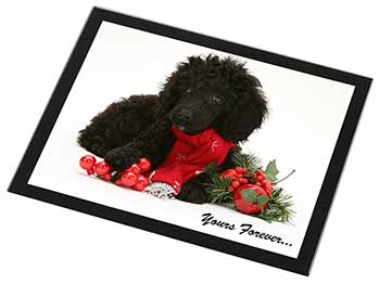 Miniature Poodle Dog 