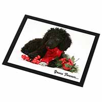 Miniature Poodle Dog 