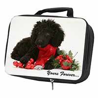 Miniature Poodle Dog 