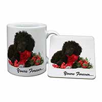 Miniature Poodle Dog 