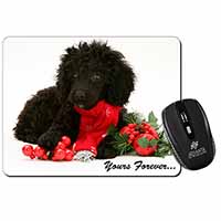 Miniature Poodle Dog 