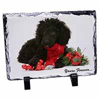 Miniature Poodle Dog 