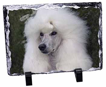 White Poodle Dog, Stunning Photo Slate