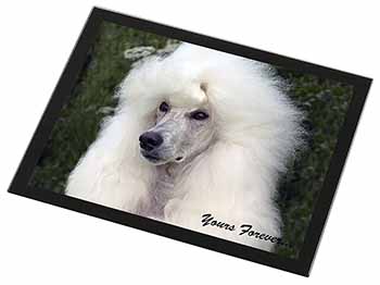 White Poodle Dog 