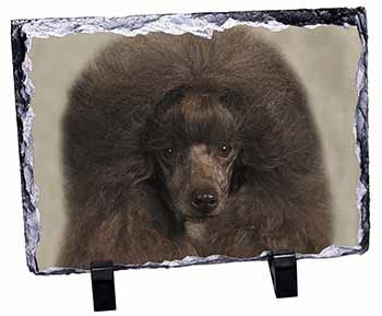 Chocolate Poodle Dog, Stunning Photo Slate