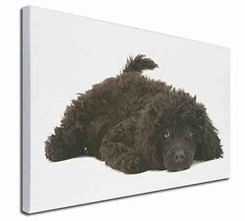 Miniature Poodle Dog Canvas X-Large 30"x20" Wall Art Print
