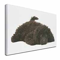 Miniature Poodle Dog Canvas X-Large 30"x20" Wall Art Print