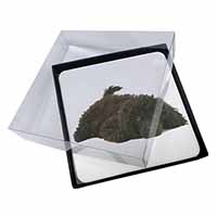 4x Miniature Poodle Dog Picture Table Coasters Set in Gift Box