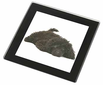 Miniature Poodle Dog Black Rim High Quality Glass Coaster