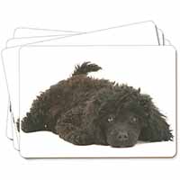Miniature Poodle Dog Picture Placemats in Gift Box